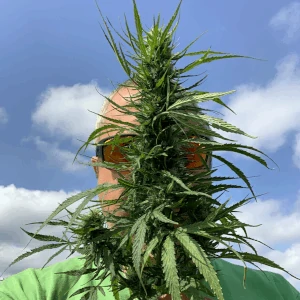 Matt Neifert